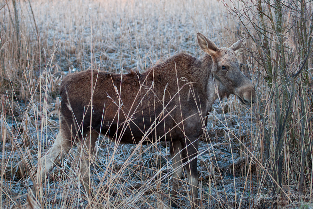 058_Biebrza - kwiecien 2013.jpg